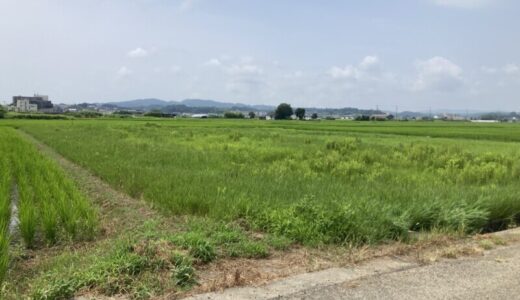 平塚市岡崎の売地（農地・田んぼ）964㎡（291.61坪）100万円